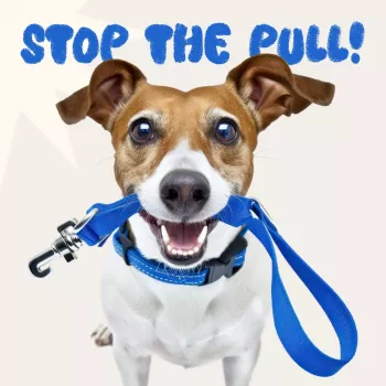 Loose-Leash Walking: Stop Pulling With a Simple Plan